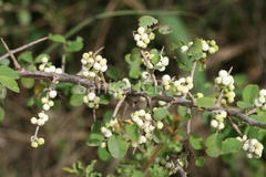 Securinega leucopyrus